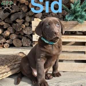 Sid, Chocolate Labrador Retriever Puppy